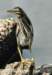 agrheron172_small.jpg