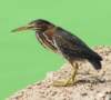 agrheron179c_small.jpg