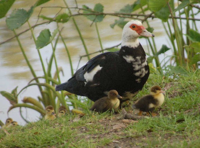 smducklings192.jpg
