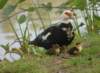 smducklings192_small.jpg