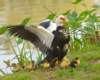smducklings193_small.jpg
