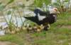 smducklings194_small.jpg