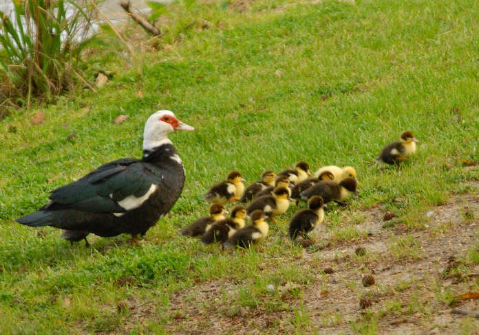smducklings196.jpg