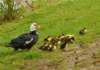 smducklings196_small.jpg