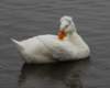 awhiteduck13_small.jpg