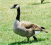 acanadgeese39_small.jpg