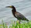 agrheron10_small.jpg