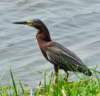 agrheron11_small.jpg