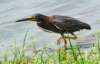 agrheron13_small.jpg