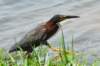 agrheron17_small.jpg