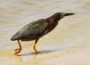agrheron19_small.jpg