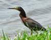 agrheron8_small.jpg