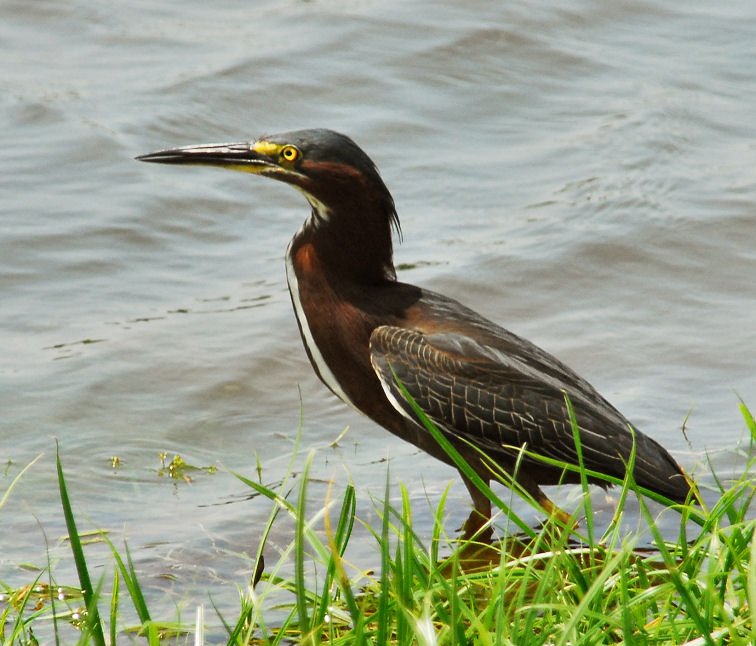 agrheron9.jpg