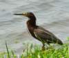 agrheron9_small.jpg