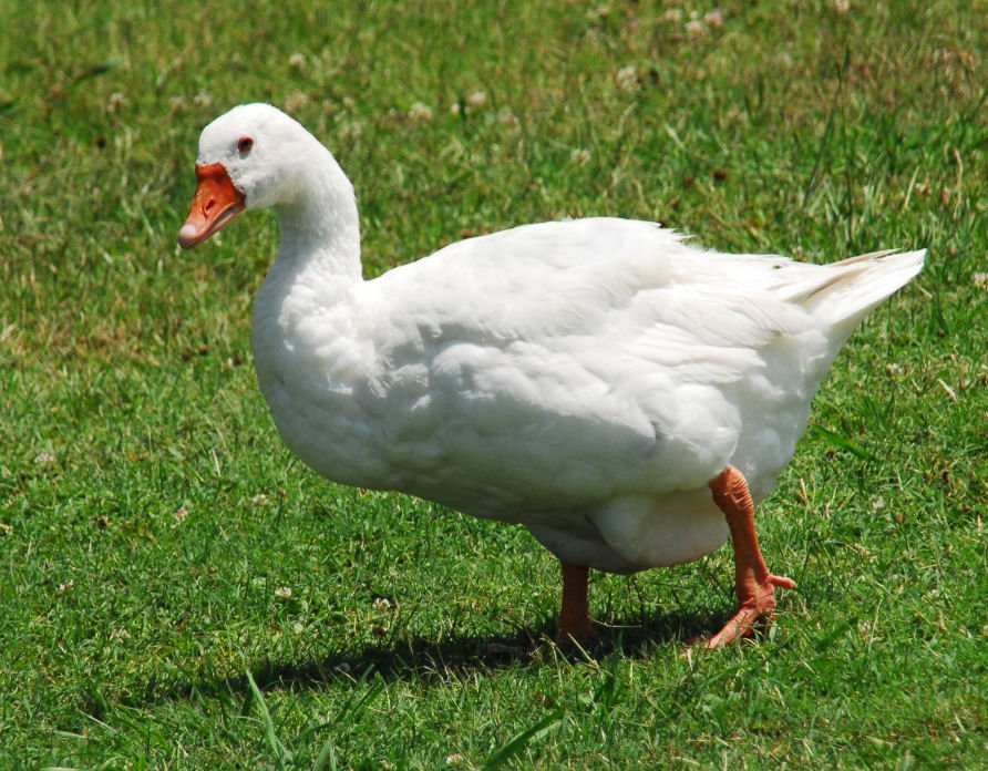 awhiteduck35.jpg