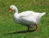 awhiteduck35_small.jpg