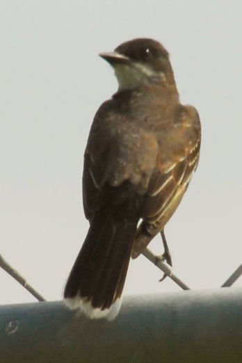 akingbird1.jpg