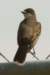 akingbird1_small.jpg