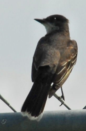 akingbird2.jpg