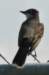 akingbird2_small.jpg