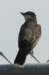 akingbird3_small.jpg