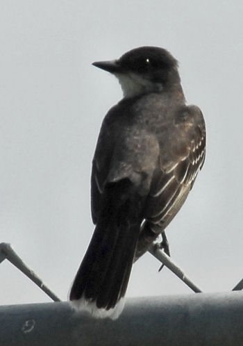 akingbird4.jpg