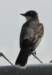 akingbird4_small.jpg