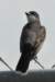 akingbird5_small.jpg