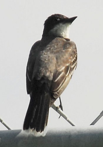 akingbird7.jpg