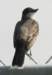 akingbird7_small.jpg