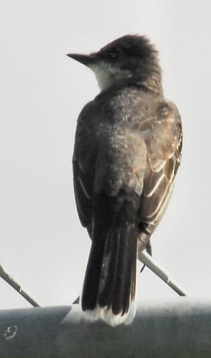 akingbird8.jpg