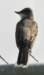 akingbird8_small.jpg
