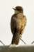 akingbird9_small.jpg