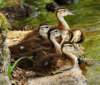 aducklings125_small.jpg