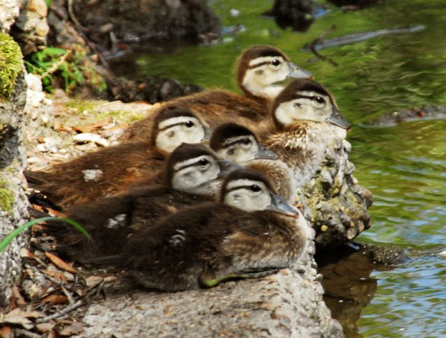 aducklings139.jpg