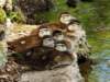 aducklings139_small.jpg