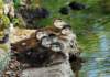 aducklings140_small.jpg