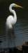 aegret268_small.jpg