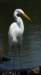 aegret276_small.jpg