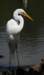 aegret283_small.jpg