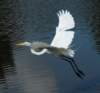 aegretflight189_small.jpg