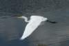 aegretflight190_small.jpg