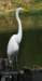 aegret243n_small.jpg