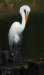 aegret244n_small.jpg