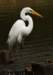aegret247n_small.jpg