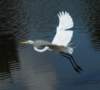 aegretflight189n_small.jpg