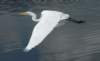 aegretflight190n_small.jpg