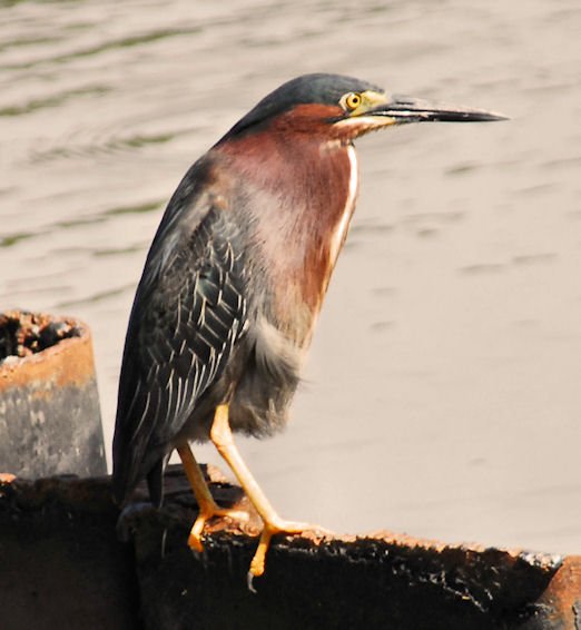 agrheron34g.jpg