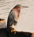 agrheron34g_small.jpg
