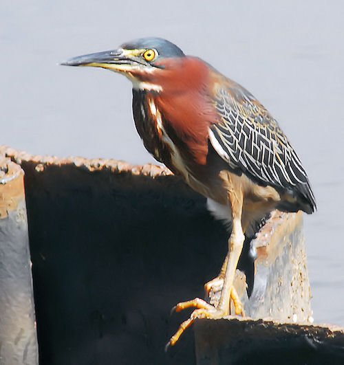 agrheron35n.jpg